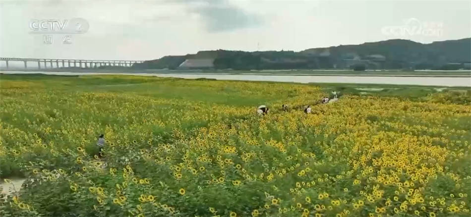 农业兴农村美农民富 金秋时节田间地头处处好“丰”景(图4)