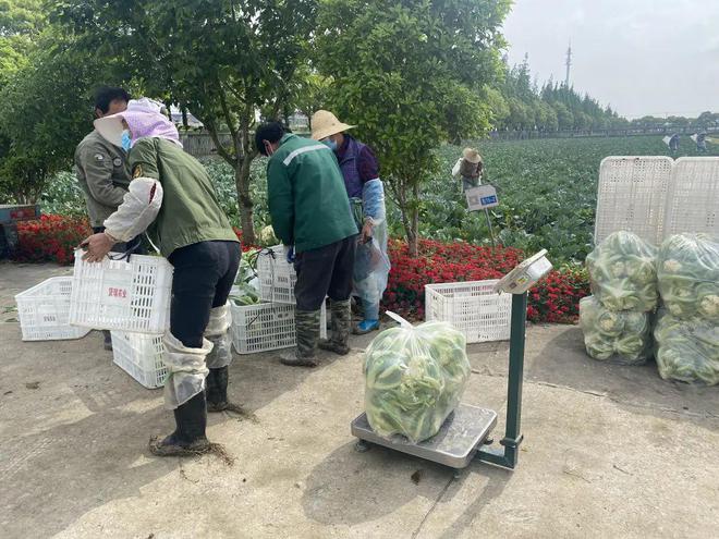 绿叶菜日均上市量逐步恢复时令蔬菜丰富供应品种(图6)