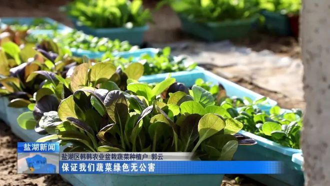 盆栽蔬菜引领种植新方向(图5)