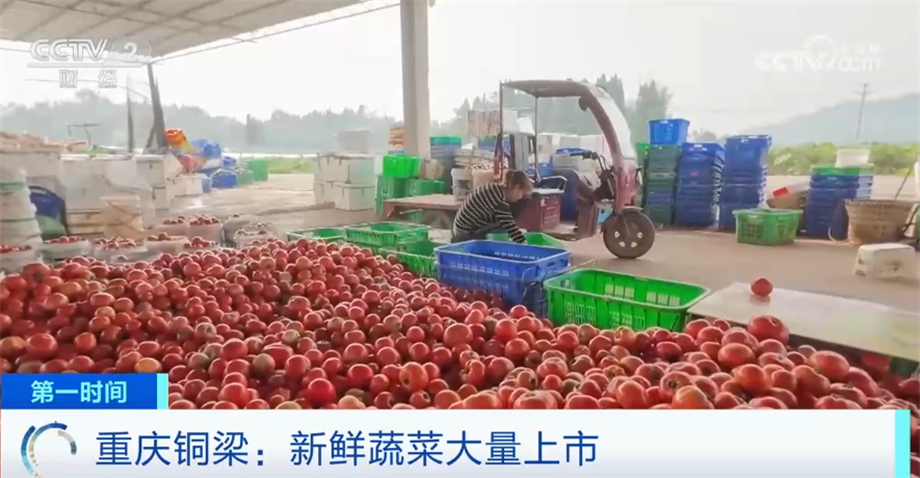 新鲜蔬菜大量上市 种类多品质高产量逐年上升(图1)