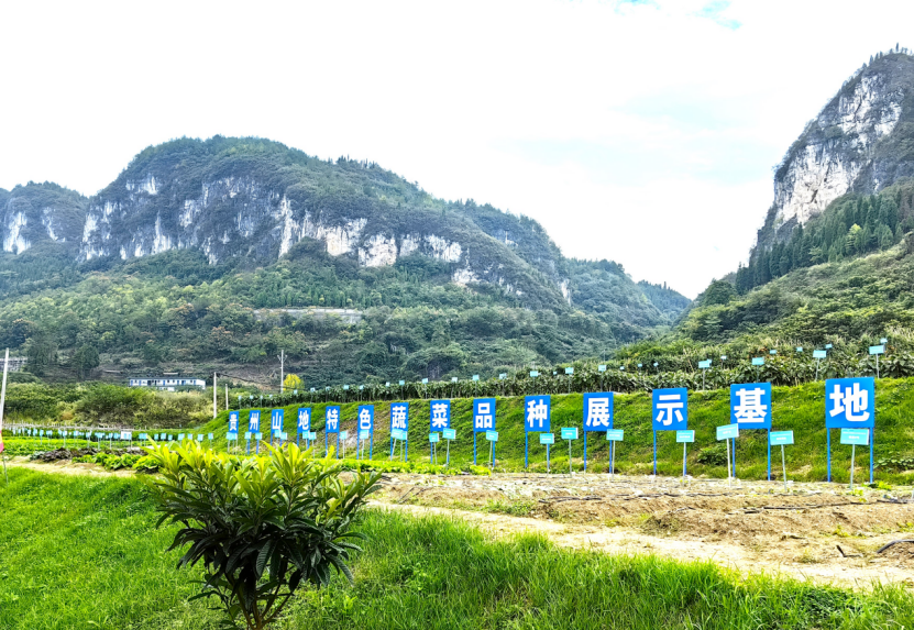 中欧体育网址在贵州山地“蔬菜大观园” 破解蔬菜种源“卡脖子”的技术难题(图2)