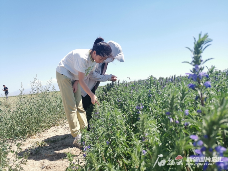 规范化种植 市场化运营 新疆持续夯实中药材产业基础(图3)