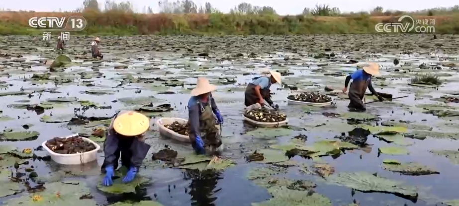 中欧体育入口丰收的“味道”各地水果进入采收季 喜迎“甜蜜”收获(图3)