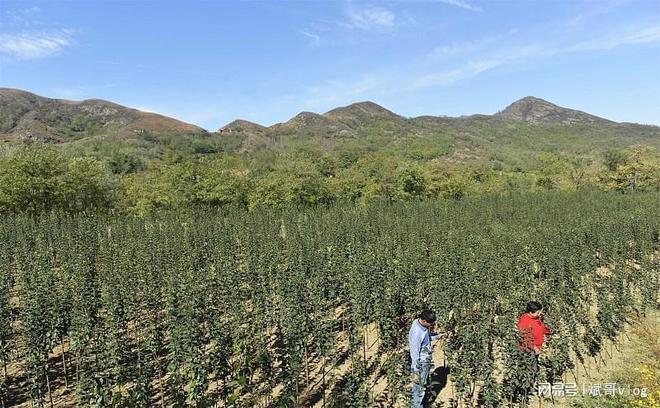 夏季最适合种植哪些农作物？大豆玉米葫芦等农民们必看(图6)