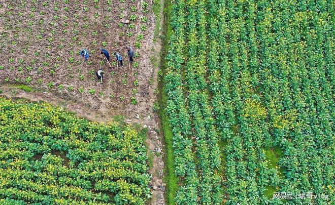 夏季最适合种植哪些农作物？大豆玉米葫芦等农民们必看(图5)