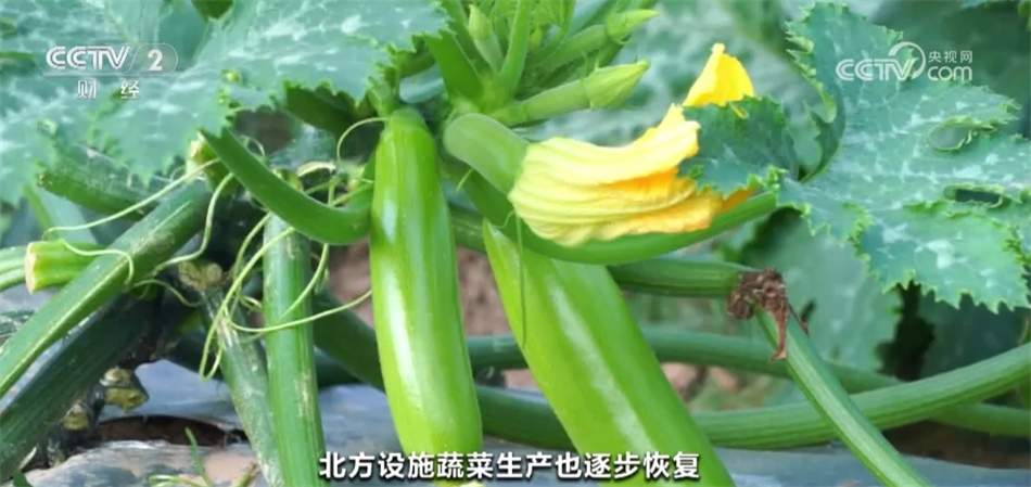 中欧体育入口元旦春节期间蔬菜市场呈现供销两旺态势 居民“菜篮子”货足价稳(图3)