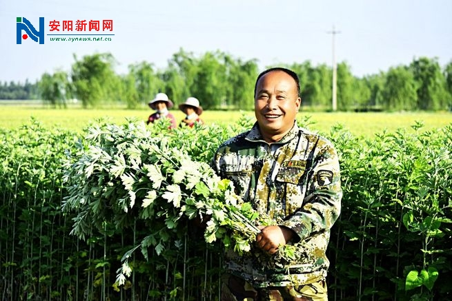 安阳汤阴：“千年中欧体育官网仙草”托起“大产业”(图2)