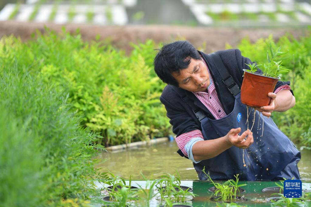 “水上种植”助农增产增收(图3)