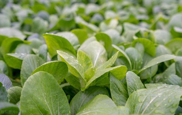 霜降快到了2样蔬菜赶快种掌握种植季节种植步骤生机勃勃(图10)