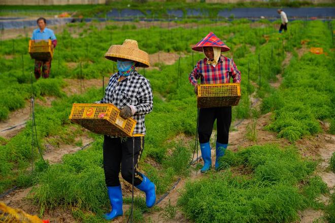 农业知识大全种植技术(图4)