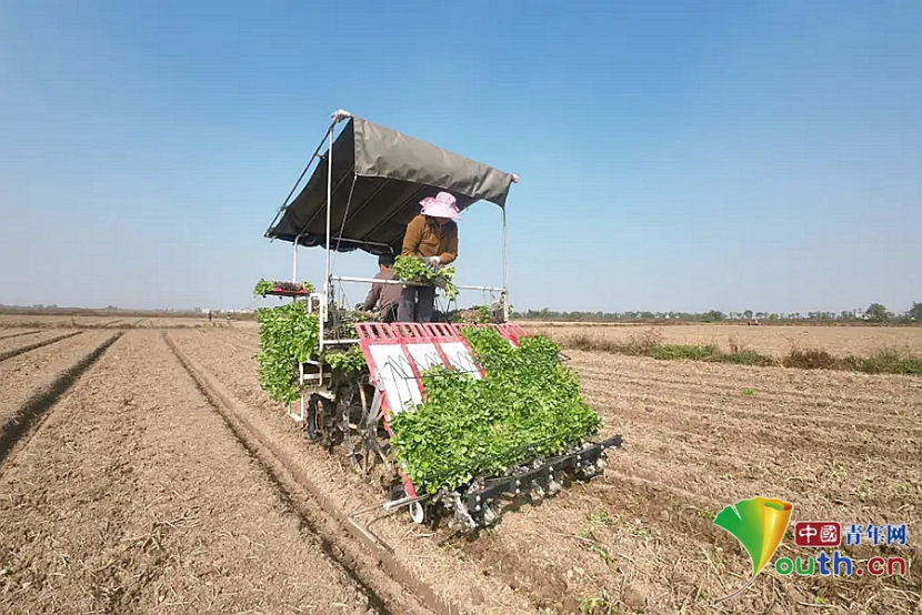 多样播种助力农业增效 南昌新建区油菜种植超额完成(图2)