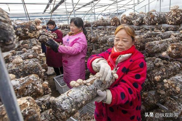 河南内乡：排排香菇大棚 飘出“幸福年味”(图2)